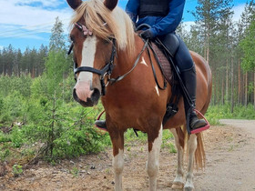 Poneja vuokraukseen sekä tunteja, Hevoset ja ponit, Hevoset ja hevosurheilu, Liperi, Tori.fi Poneja vuokraukseen sekä tunteja, Hevoset ja ponit, Hevoset ja hevosurheilu, Liperi, Tori.fi