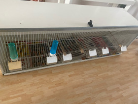 Lintu häkki, Muut eläintarvikkeet, Lemmikkieläimet, Vantaa, Tori.fi Lintu häkki, Muut eläintarvikkeet, Lemmikkieläimet, Vantaa, Tori.fi