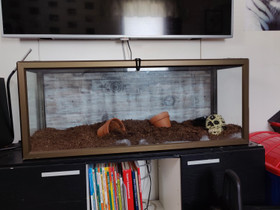 Terraario, Muut eläimet, Lemmikkieläimet, Varkaus, Tori.fi Terraario, Muut eläimet, Lemmikkieläimet, Varkaus, Tori.fi