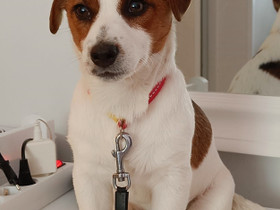 Jack Russell Terrieri ., Koirat, Lemmikkieläimet, Heinola, Tori.fi Jack Russell Terrieri ., Koirat, Lemmikkieläimet, Heinola, Tori.fi