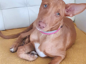 Podenco Canario, Koirat, Lemmikkieläimet, Imatra, Tori.fi Podenco Canario, Koirat, Lemmikkieläimet, Imatra, Tori.fi