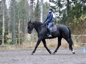 Pv- ruuna, Hevoset ja ponit, Hevoset ja hevosurheilu, Laukaa, Tori.fi Pv- ruuna, Hevoset ja ponit, Hevoset ja hevosurheilu, Laukaa, Tori.fi