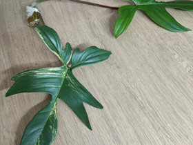 P. Florida Beauty, Kasvit ja siemenet, Piha ja puutarha, Tampere, Tori.fi P. Florida Beauty, Kasvit ja siemenet, Piha ja puutarha, Tampere, Tori.fi