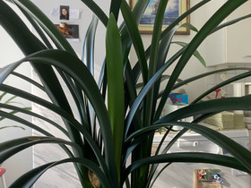 Viherkasvi Clivia, Kasvit ja siemenet, Piha ja puutarha, Hamina, Tori.fi Viherkasvi Clivia, Kasvit ja siemenet, Piha ja puutarha, Hamina, Tori.fi