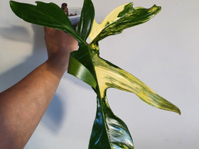Philodendron florida beauty, Kasvit ja siemenet, Piha ja puutarha, Seinäjoki, Tori.fi Philodendron florida beauty, Kasvit ja siemenet, Piha ja puutarha, Seinäjoki, Tori.fi