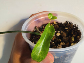 Philodendron florida beauty, Kasvit ja siemenet, Piha ja puutarha, Seinäjoki, Tori.fi Philodendron florida beauty, Kasvit ja siemenet, Piha ja puutarha, Seinäjoki, Tori.fi