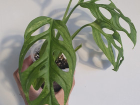 Monstera adansonii indonesian marbled, Kasvit ja siemenet, Piha ja puutarha, Seinäjoki, Tori.fi Monstera adansonii indonesian marbled, Kasvit ja siemenet, Piha ja puutarha, Seinäjoki, Tori.fi