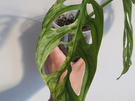 Monstera adansonii marbled variegata, Kasvit ja siemenet, Piha ja puutarha, Seinäjoki, Tori.fi Monstera adansonii marbled variegata, Kasvit ja siemenet, Piha ja puutarha, Seinäjoki, Tori.fi
