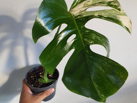 Monstera albo variegata, Kasvit ja siemenet, Piha ja puutarha, Seinäjoki, Tori.fi Monstera albo variegata, Kasvit ja siemenet, Piha ja puutarha, Seinäjoki, Tori.fi