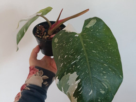 Philodendron White Princess, Kasvit ja siemenet, Piha ja puutarha, Tampere, Tori.fi Philodendron White Princess, Kasvit ja siemenet, Piha ja puutarha, Tampere, Tori.fi