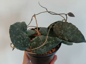 Hoya Caudata Sumatra, Kasvit ja siemenet, Piha ja puutarha, Tampere, Tori.fi Hoya Caudata Sumatra, Kasvit ja siemenet, Piha ja puutarha, Tampere, Tori.fi