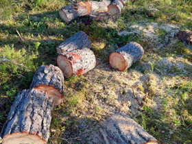Mänty pölkkyjä, Muu piha ja puutarha, Piha ja puutarha, Heinola, Tori.fi Mänty pölkkyjä, Muu piha ja puutarha, Piha ja puutarha, Heinola, Tori.fi