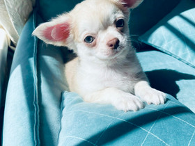 Pitkäkarvainen chihuahua uros, Koirat, Lemmikkieläimet, Helsinki, Tori.fi Pitkäkarvainen chihuahua uros, Koirat, Lemmikkieläimet, Helsinki, Tori.fi