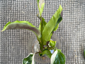 Variegata -pistokaspaketti, Kasvit ja siemenet, Piha ja puutarha, Helsinki, Tori.fi Variegata -pistokaspaketti, Kasvit ja siemenet, Piha ja puutarha, Helsinki, Tori.fi