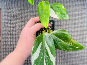 Monstera standleyana -kasvi, Kasvit ja siemenet, Piha ja puutarha, Helsinki, Tori.fi Monstera standleyana -kasvi, Kasvit ja siemenet, Piha ja puutarha, Helsinki, Tori.fi