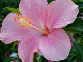 Hibiscus Roosa pistokas/taimi, Kasvit ja siemenet, Piha ja puutarha, Espoo, Tori.fi Hibiscus Roosa pistokas/taimi, Kasvit ja siemenet, Piha ja puutarha, Espoo, Tori.fi