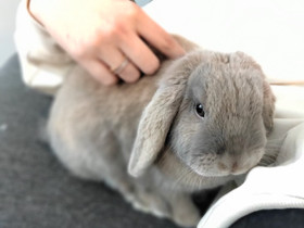 Kääpiöluppatyttö, Muut eläimet, Lemmikkieläimet, Siilinjärvi, Tori.fi Kääpiöluppatyttö, Muut eläimet, Lemmikkieläimet, Siilinjärvi, Tori.fi