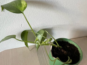 Huonekasveja Aasinkorva, Kultaköynnös ja Palmuvehk, Kasvit ja siemenet, Piha ja puutarha, Lahti, Tori.fi Huonekasveja Aasinkorva, Kultaköynnös ja Palmuvehk, Kasvit ja siemenet, Piha ja puutarha, Lahti, Tori.fi