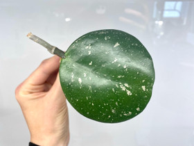 Kasvuunlähtenyt Hoya obovata (splash), Kasvit ja siemenet, Piha ja puutarha, Espoo, Tori.fi Kasvuunlähtenyt Hoya obovata (splash), Kasvit ja siemenet, Piha ja puutarha, Espoo, Tori.fi