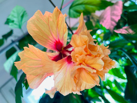 Hibiscus El Capitolio Sport, Kasvit ja siemenet, Piha ja puutarha, Espoo, Tori.fi Hibiscus El Capitolio Sport, Kasvit ja siemenet, Piha ja puutarha, Espoo, Tori.fi