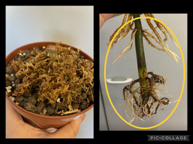 Philodendron Jose Buonon juurakko, Kasvit ja siemenet, Piha ja puutarha, Joensuu, Tori.fi Philodendron Jose Buonon juurakko, Kasvit ja siemenet, Piha ja puutarha, Joensuu, Tori.fi