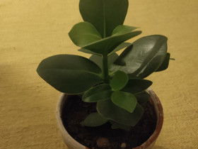 Kasvi / plant, Kasvit ja siemenet, Piha ja puutarha, Helsinki, Tori.fi Kasvi / plant, Kasvit ja siemenet, Piha ja puutarha, Helsinki, Tori.fi