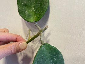 Hoya Obovata, Kasvit ja siemenet, Piha ja puutarha, Espoo, Tori.fi Hoya Obovata, Kasvit ja siemenet, Piha ja puutarha, Espoo, Tori.fi