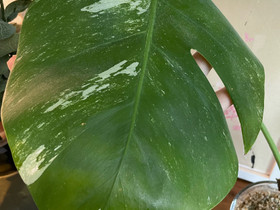 Peikonlehti variegata, Kasvit ja siemenet, Piha ja puutarha, Helsinki, Tori.fi Peikonlehti variegata, Kasvit ja siemenet, Piha ja puutarha, Helsinki, Tori.fi