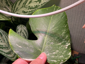 Peikonlehti variegata, Kasvit ja siemenet, Piha ja puutarha, Helsinki, Tori.fi Peikonlehti variegata, Kasvit ja siemenet, Piha ja puutarha, Helsinki, Tori.fi