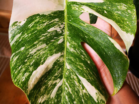 Monstera variegata, Kasvit ja siemenet, Piha ja puutarha, Porvoo, Tori.fi Monstera variegata, Kasvit ja siemenet, Piha ja puutarha, Porvoo, Tori.fi