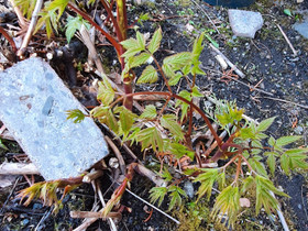 A: kuvan pensasta (joku angervo ehkä?), Kasvit ja siemenet, Piha ja puutarha, Joensuu, Tori.fi A: kuvan pensasta (joku angervo ehkä?), Kasvit ja siemenet, Piha ja puutarha, Joensuu, Tori.fi