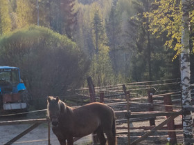 Lv heppa .Tarjoa., Hevoset ja ponit, Hevoset ja hevosurheilu, Jyväskylä, Tori.fi Lv heppa .Tarjoa., Hevoset ja ponit, Hevoset ja hevosurheilu, Jyväskylä, Tori.fi