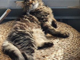 Maincoon kissa, Kissat, Lemmikkieläimet, Helsinki, Tori.fi Maincoon kissa, Kissat, Lemmikkieläimet, Helsinki, Tori.fi
