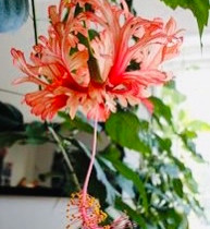 Hibiscus Schizopetalus, Kasvit ja siemenet, Piha ja puutarha, Espoo, Tori.fi Hibiscus Schizopetalus, Kasvit ja siemenet, Piha ja puutarha, Espoo, Tori.fi