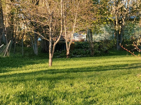 Kirsikkapuut, Muu piha ja puutarha, Piha ja puutarha, Kontiolahti, Tori.fi Kirsikkapuut, Muu piha ja puutarha, Piha ja puutarha, Kontiolahti, Tori.fi
