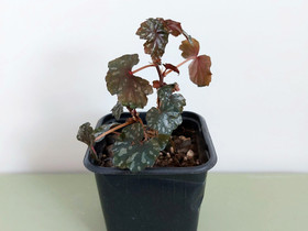 Begonia dregein harvinainen, Kasvit ja siemenet, Piha ja puutarha, Joensuu, Tori.fi Begonia dregein harvinainen, Kasvit ja siemenet, Piha ja puutarha, Joensuu, Tori.fi