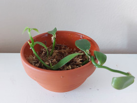 Vanilla planifolia, Kasvit ja siemenet, Piha ja puutarha, Joensuu, Tori.fi Vanilla planifolia, Kasvit ja siemenet, Piha ja puutarha, Joensuu, Tori.fi