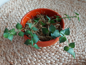 Dischidia ruscifolia pistokkaita, Kasvit ja siemenet, Piha ja puutarha, Joensuu, Tori.fi Dischidia ruscifolia pistokkaita, Kasvit ja siemenet, Piha ja puutarha, Joensuu, Tori.fi