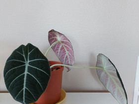 Alocasia black velvet, Kasvit ja siemenet, Piha ja puutarha, Joensuu, Tori.fi Alocasia black velvet, Kasvit ja siemenet, Piha ja puutarha, Joensuu, Tori.fi