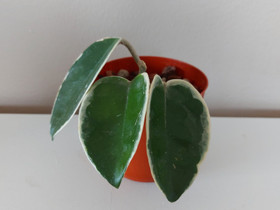 Hoya krimson Queen, Kasvit ja siemenet, Piha ja puutarha, Joensuu, Tori.fi Hoya krimson Queen, Kasvit ja siemenet, Piha ja puutarha, Joensuu, Tori.fi