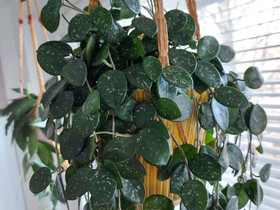 Hoya Mathilde pistokkaita, Kasvit ja siemenet, Piha ja puutarha, Joensuu, Tori.fi Hoya Mathilde pistokkaita, Kasvit ja siemenet, Piha ja puutarha, Joensuu, Tori.fi