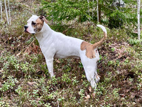 American Bulldog, Koirat, Lemmikkieläimet, Porvoo, Tori.fi American Bulldog, Koirat, Lemmikkieläimet, Porvoo, Tori.fi