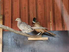 Fasaani, muniva parvi, Muut eläimet, Lemmikkieläimet, Tervo, Tori.fi Fasaani, muniva parvi, Muut eläimet, Lemmikkieläimet, Tervo, Tori.fi
