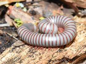 Spirobolus caudulanus, Muut eläimet, Lemmikkieläimet, Mäntsälä, Tori.fi Spirobolus caudulanus, Muut eläimet, Lemmikkieläimet, Mäntsälä, Tori.fi