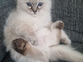 Ragdoll tyttöpentu, Kissat, Lemmikkieläimet, Joensuu, Tori.fi Ragdoll tyttöpentu, Kissat, Lemmikkieläimet, Joensuu, Tori.fi