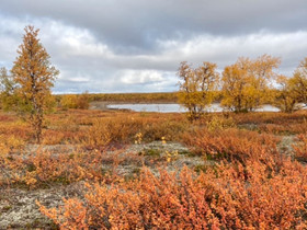 Metsää tai maata, Metsätilat ja maatilat, Inari, Tori.fi Metsää tai maata, Metsätilat ja maatilat, Inari, Tori.fi