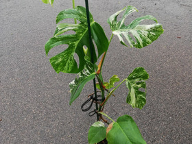Peikonlehti Monstera Variegata, Kasvit ja siemenet, Piha ja puutarha, Kouvola, Tori.fi Peikonlehti Monstera Variegata, Kasvit ja siemenet, Piha ja puutarha, Kouvola, Tori.fi
