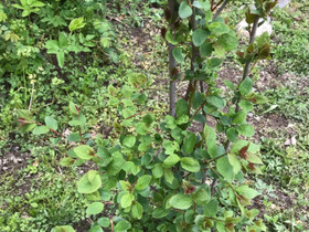 Kriikunapuun/-pensaan taimet, Kasvit ja siemenet, Piha ja puutarha, Kuopio, Tori.fi Kriikunapuun/-pensaan taimet, Kasvit ja siemenet, Piha ja puutarha, Kuopio, Tori.fi