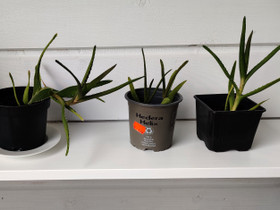 3 kpl Aloe kasveja, Kasvit ja siemenet, Piha ja puutarha, Kontiolahti, Tori.fi 3 kpl Aloe kasveja, Kasvit ja siemenet, Piha ja puutarha, Kontiolahti, Tori.fi