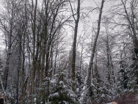 Metsätila, Metsätilat ja maatilat, Sonkajärvi, Tori.fi Metsätila, Metsätilat ja maatilat, Sonkajärvi, Tori.fi